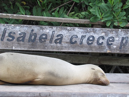 isabela island galapagos tours