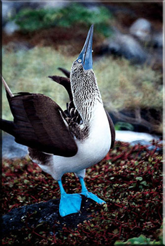 Galapagos bluefooted