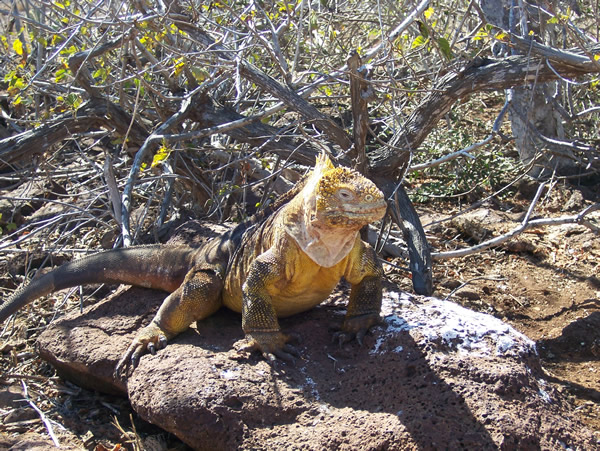 Wildlife Galapagos land Iguana