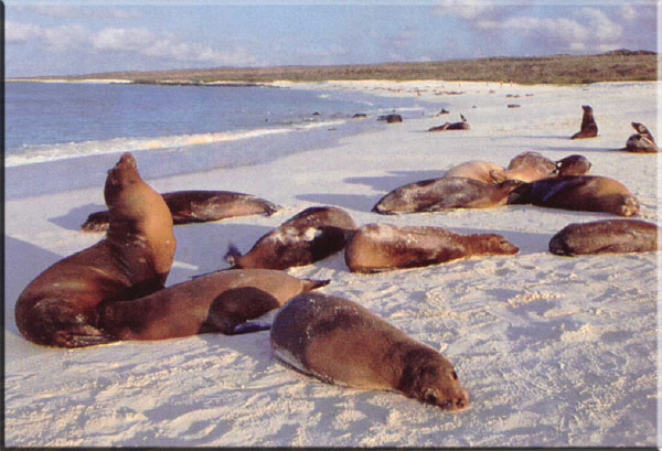 Galapagos sealions