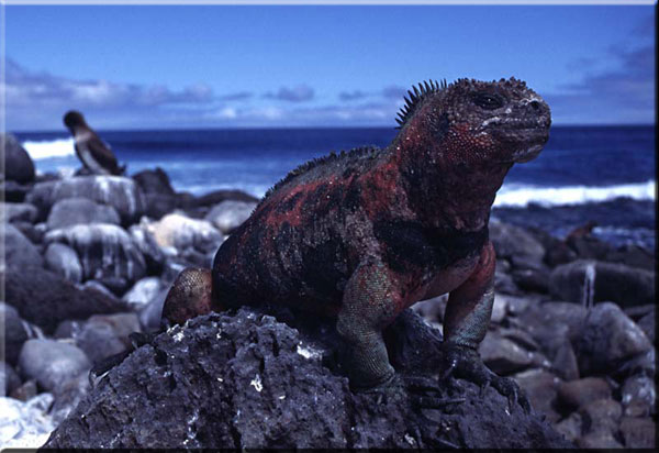 Galapagos marine iguana