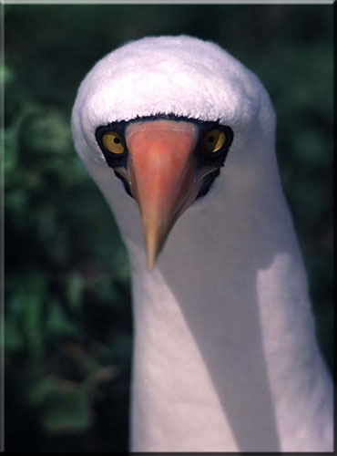Galapagos masked_booby
